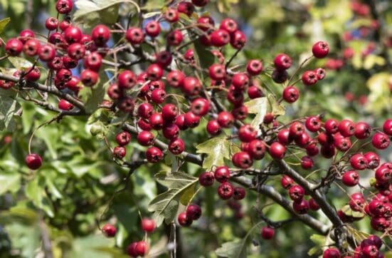 Brilliant hawthorn berries on the village green.