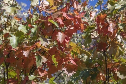 Bright red autumnal leaves of the wild service tree.