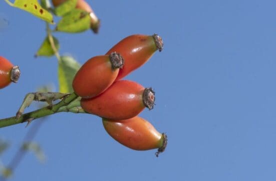  Rose hips.
