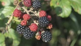 8 Blackberries