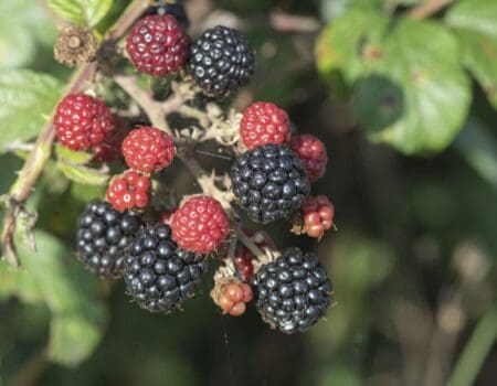 Wildlife Blog by Ron Allen – 30 September 2022