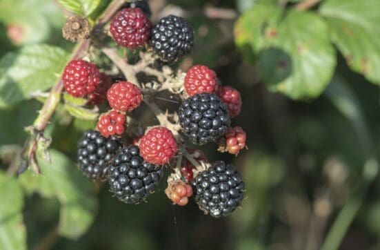 Ripening blackberries.
