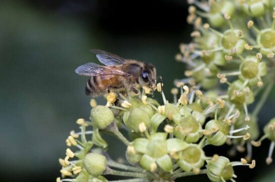 Honey bee on ivy flowers.