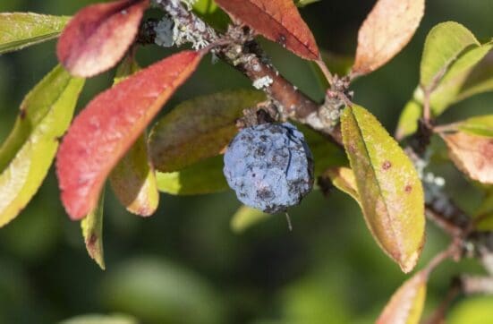 One of the few sloe berries.