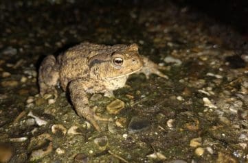 Adult common toad Adult common toad