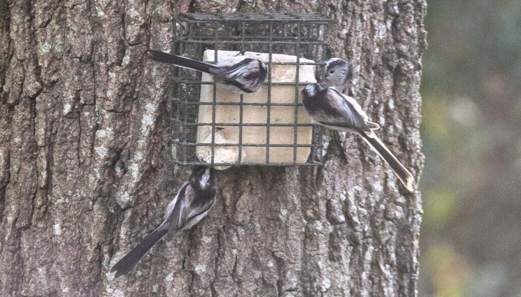 6 Long-tailed Tits
