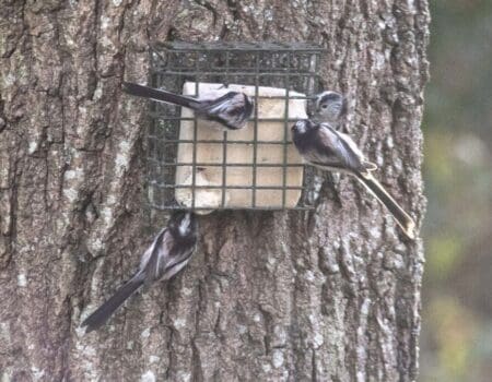 Wildlife Blog by Ron Allen – 15 January 2023