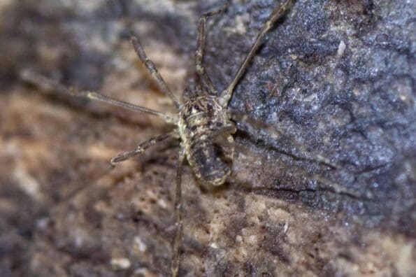 A short-legged harvestman running across a log.