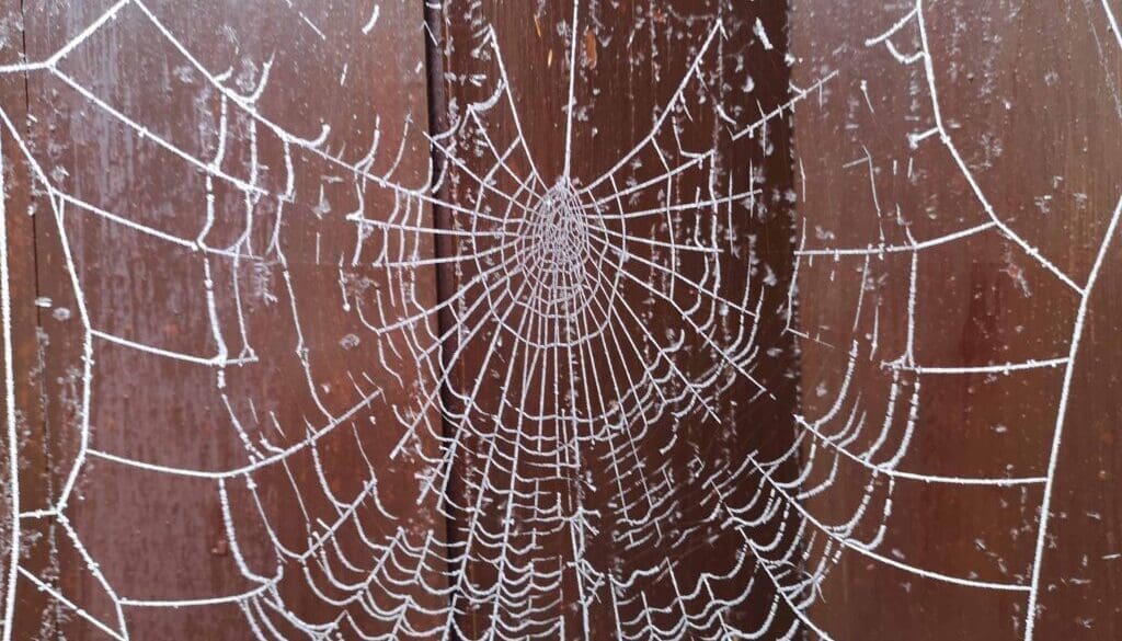 8 Missing sector spider web