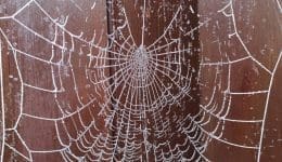 8 Missing sector spider web