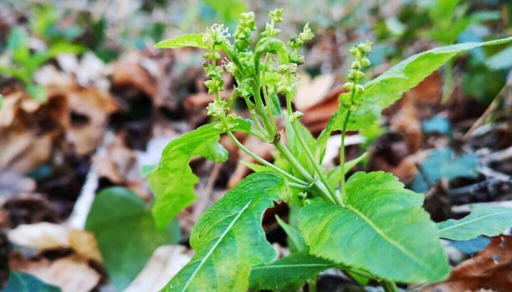 1 Dog's Mercury in flower
