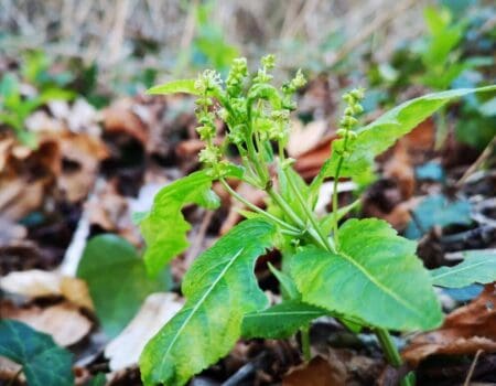 Wildlife Blog by Ron Allen – 31 January 2023