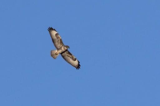 10. A buzzard showing its broad fan-shaped tail.