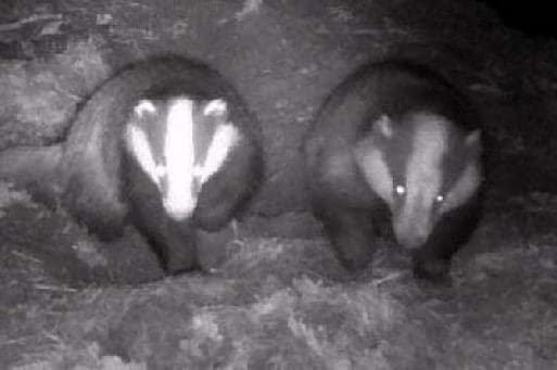 12. The sow badger is on the left of the picture, the boar (to the right) having a broader shorter head and more widely separated ears.