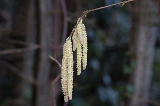 4. Hazel catkins with a single tiny female red flower on the twig.