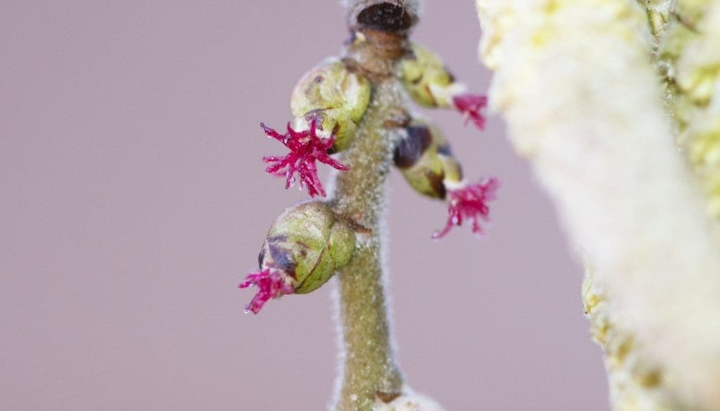 5 Hazel female flwrs