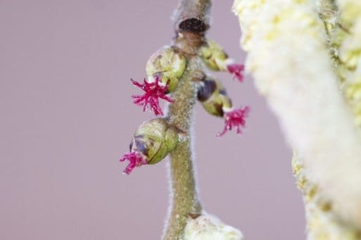 5. Female hazel flowers with their sticky pollen catching tendrils.