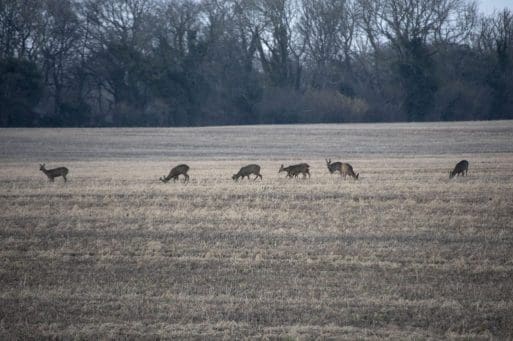 7. Roe does and bucks in a line near East Meon.