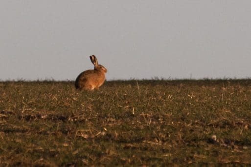 8. Brown hare near East Meon.