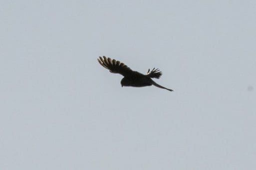 9. One of two kestreels that were flying and diving together.