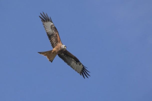 1 One of our splendid red kites that had been calling from the oak tree.