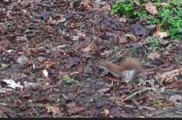 1 The first Weasel we have ever seen in the garden. Not a good photograph but the best I could from a trail camera video.