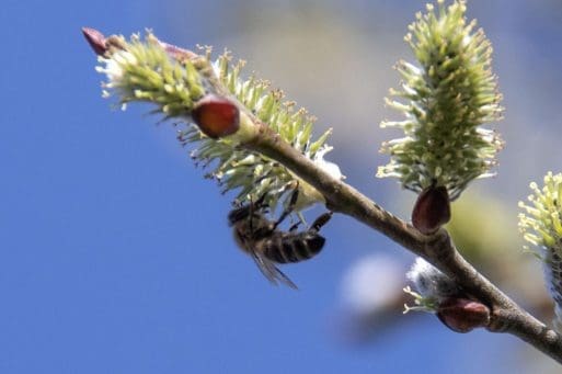 10 Honey bee on sallow.