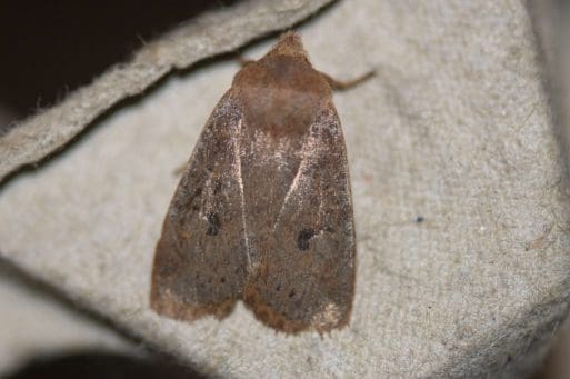 11 Chestnut moth.
