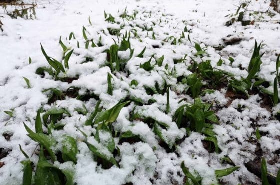 11 Ramsons partly covered by snow.