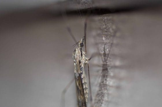 12 The small pretty Tipula rufina cranefly with its black side strip.