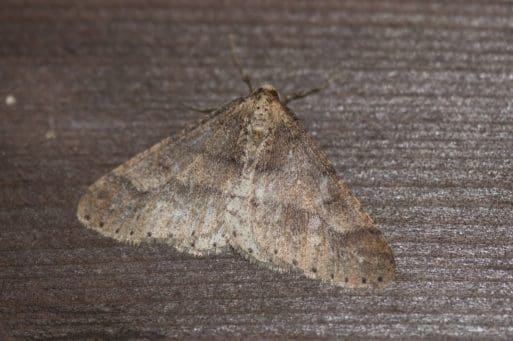 13 Dotted border moth.
