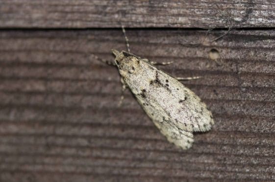 13 March Tubic moth.