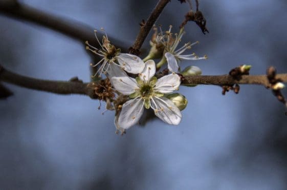 14 The first blackthorn flower.