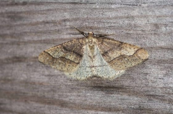 14 Dotted Border moth.
