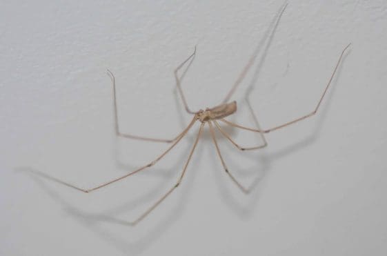 16 The cellar or daddy long-legs spider.
