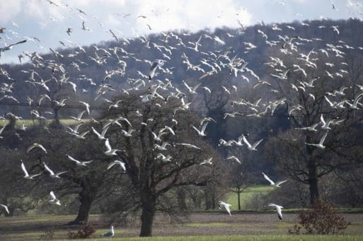 2 Part of a flock of several hundred gulls catching the sunlight.