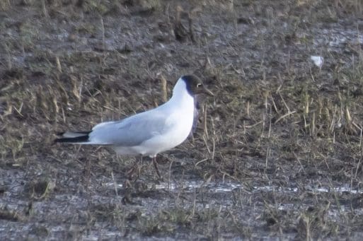 3 Most of the flock were Black-headed gulls (with a partial white eye ring to the back of their eyes). Although called black-headed their heads are really a dark chocolate brown.