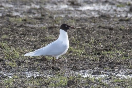 4 Several of the gulls had really black heads, drooping red bills and white plumage and turned out to be Mediterranean gulls. Their white eye rings are closed either side of their eye unlike other gulls.
