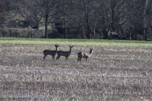 4 Roe deer seen from the footpath from the school towards Petersfield.