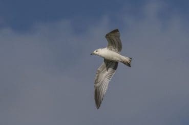 5 Common gull