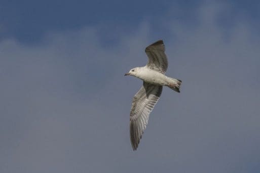 5 One of several Common Gulls in the flock with dull yellowish bills and legs.