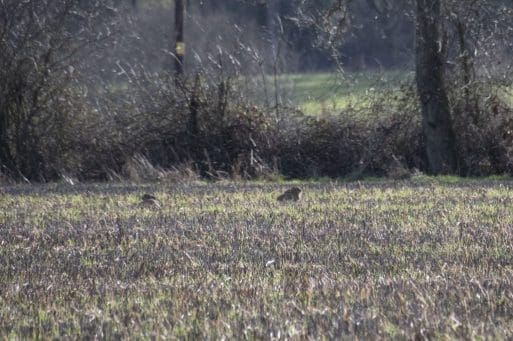 5 Two very distant brown hares.