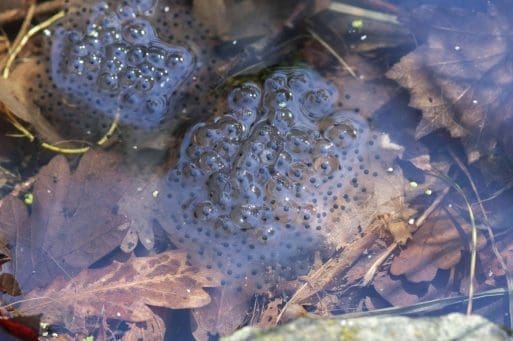 6 Our first Frog spawn for some years.