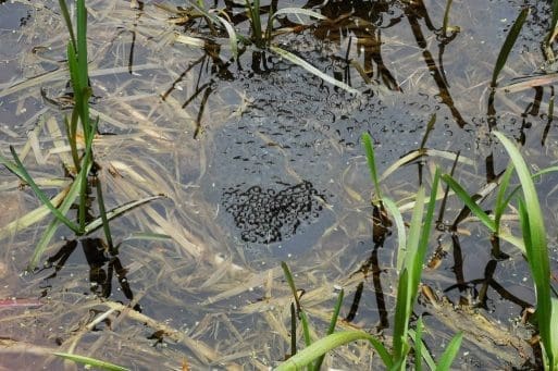 7 Frog spawn in the Alton Flood Meadows.