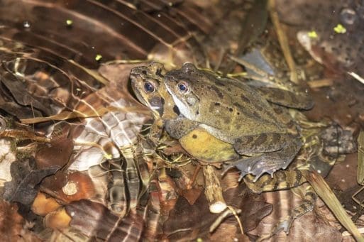 7 Frogs in amplexus. The female has wide bulging body, presumably full of eggs waiting to be laid and fertilised by the male.