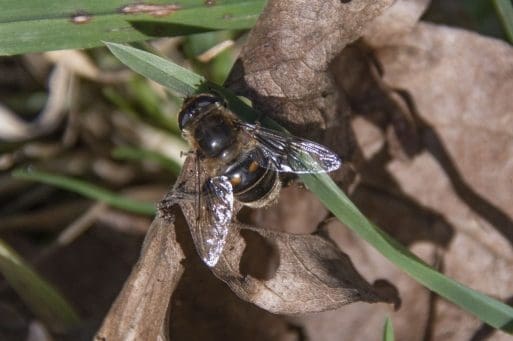 8 My first Drone hoverfly of the year.