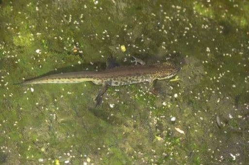 8 Male Palmate Newt.