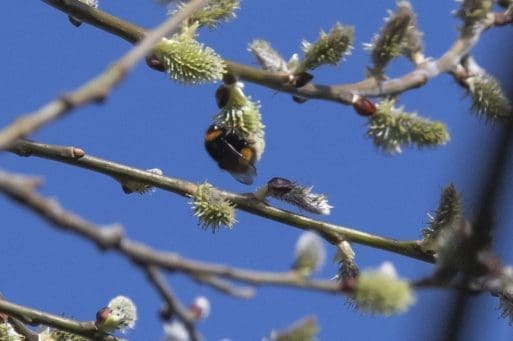 9 Buff-tailed bumble bee on sallow.