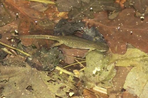 9 Female Palmate Newt.