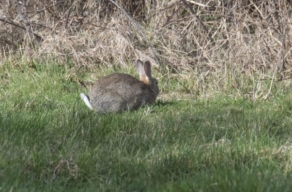 1 One of our local rabbits on the village green that had yet to notice I was there.